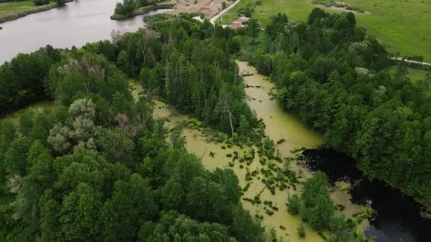 Drone zicht op het moerassige gebied. 4k beeldmateriaal vanuit de lucht — Stockvideo