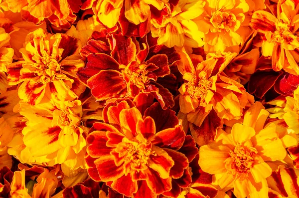 Schöne Leuchtend Orange Und Dunkelrot Blühende Ringelblumen Hintergrund Sommer Oder — Stockfoto