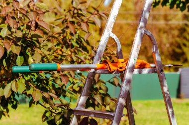 Mevsimlik budama ağaçları ve budama makası. Bahçıvan budama makası ile meyve ağaçları budama. Bahçeye bakıyorum. Ağaç dalı kesme.