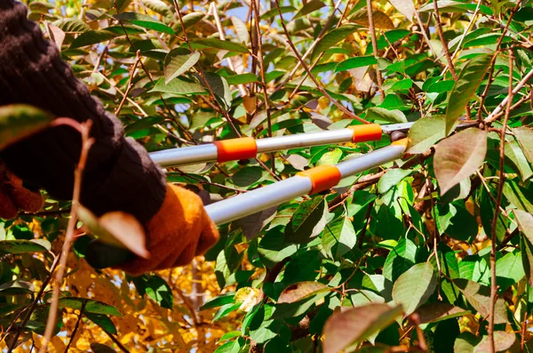 Sezonní Pročištění Stromů Vyřazováním Nůžek Zahradník Prořeže Ovocné Stromky Starat — Stock fotografie