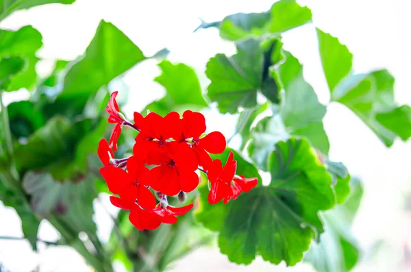 Крупный План Красивый Цветок Гераниум Цветы Листья Размытым Фоном Букет — стоковое фото