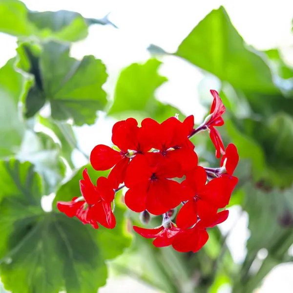 Крупный План Красивый Цветок Гераниум Цветы Листья Размытым Фоном Букет — стоковое фото