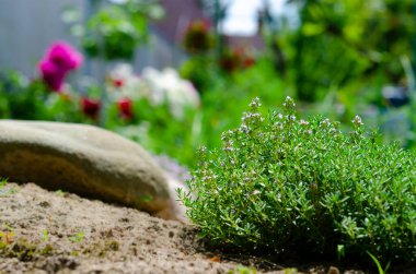 Yeşil limonlu kekik. Thymus Citriodorus bitkisi, kapatın. Aromatik baharatlı yemek malzemeleri. Bahçede yetişen kekik otları. Organik otlar yeşil kekik bitkisi, makro