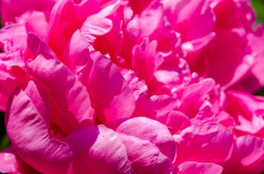 Çiçekli pembe şakayık. Güzel pembe Peonie çiçeği. Bahçedeki şakayıklar. Makro