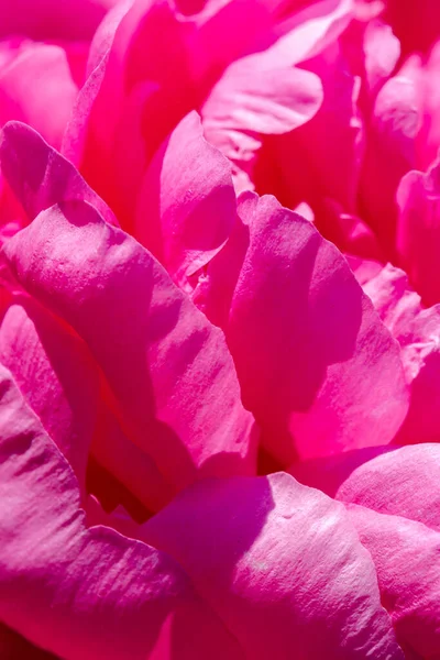 ピンクの牡丹を咲かせます 美しいピンクの牡丹の花 庭の牡丹 マクロ — ストック写真