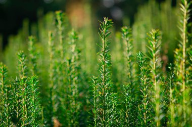 Doğal arka plan olarak Taxus baccata Fastigiata Aurea 'nın sarı şeritli dikey koyu yeşil dalları. Seçici odaklanma. Tasarım için doğa konsepti