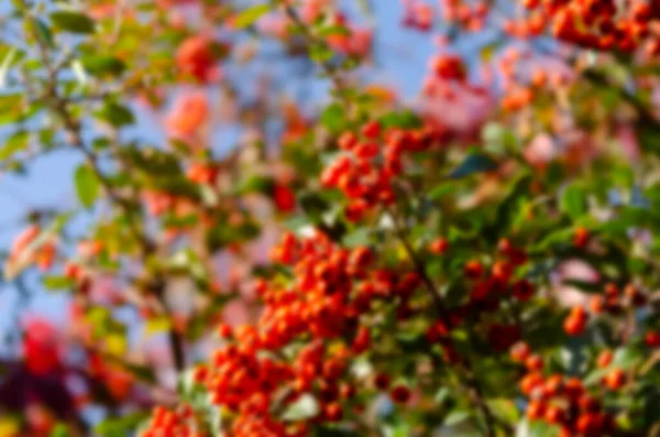 Blurred Vibrant Ripe Orange Red Rowan Berries Rowan Tree Branches — Stock Photo, Image