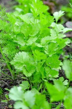 Sağlık yararları kişniş. Kişniş antioksidanlar ile yüklenir