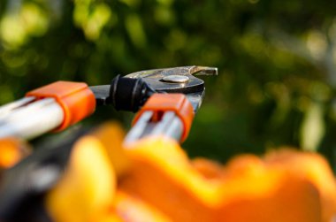 beyaz zemin üzerinde kesme dalları için Bahçe secateurs