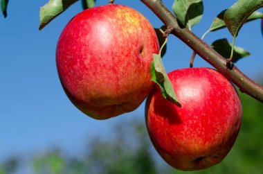 Hasat zamanı. Gün ışığında meyve bahçesindeki elma dalında olgunlaşmış kırmızı elmalar.