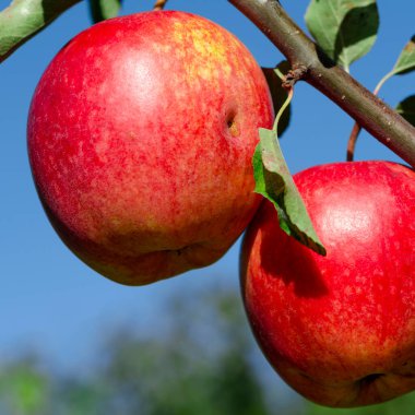 Hasat zamanı. Gün ışığında meyve bahçesindeki elma dalında olgunlaşmış kırmızı elmalar.