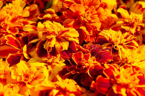 Schöne Leuchtend Orange Und Dunkelrot Blühende Ringelblumen Hintergrund Sommer Oder — Stockfoto