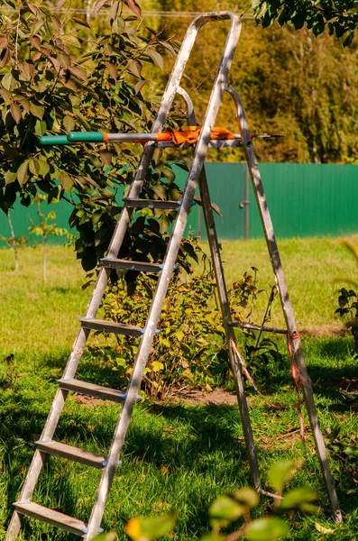 Sezonní Pročištění Stromů Vyřazováním Nůžek Zahradník Prořeže Ovocné Stromky Starat — Stock fotografie
