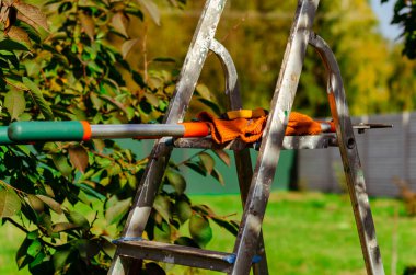 beyaz zemin üzerinde kesme dalları için Bahçe secateurs