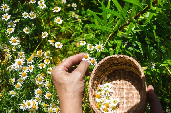 Çayırda papatya çiçeği toplayan bir kadın. Alternatif tıp Bahar Papatyası.