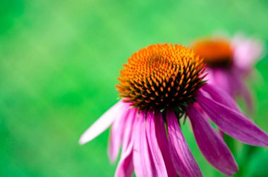 Echinacea purpurea, (veya Echinacea purpurea olarak da bilinir), Kuzey Amerika 'da, ayçiçeği familyasından bir bitki türü.