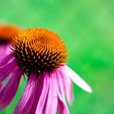 Echinacea purpurea, (veya Echinacea purpurea olarak da bilinir), Kuzey Amerika 'da, ayçiçeği familyasından bir bitki türü.