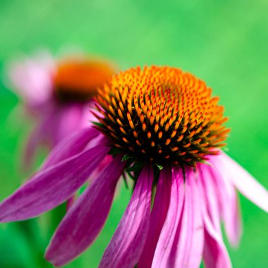 Echinacea purpurea, (veya Echinacea purpurea olarak da bilinir), Kuzey Amerika 'da, ayçiçeği familyasından bir bitki türü.