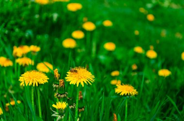 Bir bahar bahçesinde parlak sarı karahindiba tarlası. Bahar