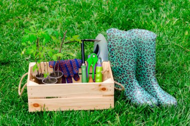 Bahçe aletleriyle çevrili ahşap bir sandıkta domates fidelerinin güzel bir kompozisyonu, bulanık bir arka planda sprey. Takvimler ve bahçe işleriyle ilgili dergiler için fotoğraflar..