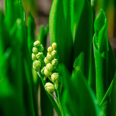 Bahar Makrosu 'nun tazeliği, aynı zamanda Convallaria Majalis çiçeği olarak da bilinen vadideki çiçeklenen Lily' nin tomurcuklanması. Dinamik beyaz güneş ışığında çiçek açar. Taze yeşillik doğal arkaplan.