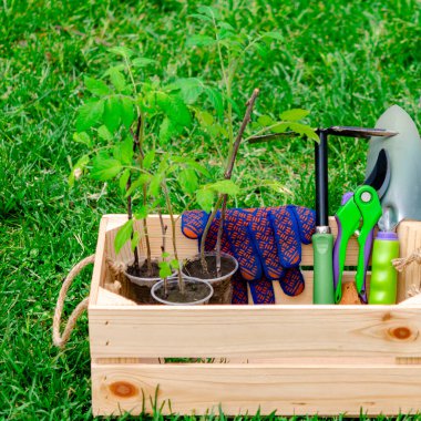 Bahçe aletleriyle çevrili ahşap bir sandıkta domates fidelerinin güzel bir kompozisyonu, bulanık bir arka planda sprey. Takvimler ve bahçe işleriyle ilgili dergiler için fotoğraflar..