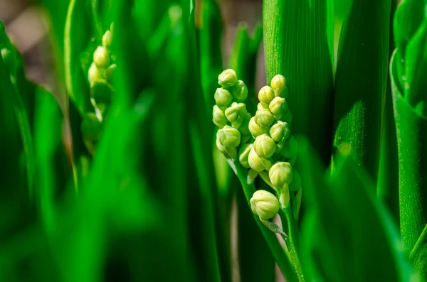 Frescura Primavera Macro Closeup Inflorescência Florescer Lírio Vale Também Conhecido — Fotografia de Stock