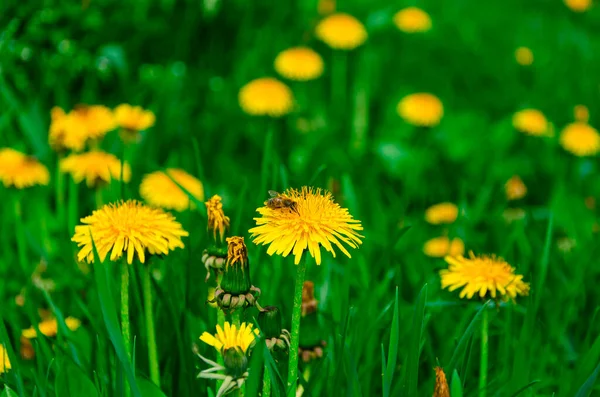 春の庭に明るい黄色のタンポポのフィールド — ストック写真