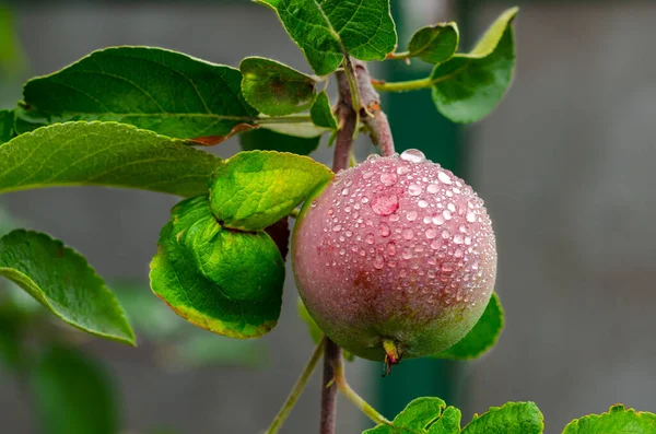 Mogna Röda Äpplen Grenen Med Daggdroppar Trädgårdsarbete — Stockfoto