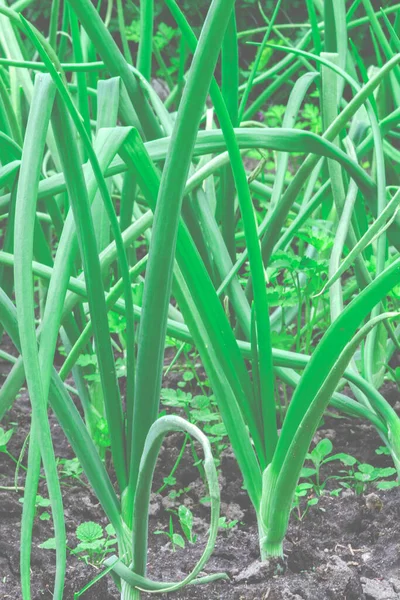 Cebolas Verdes Crescer Jardim Produtos Hortícolas Primavera — Fotografia de Stock