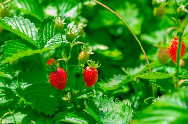 Yabani çayırda kırmızı ve yeşil çilek, yakın çekim. Ormanda yabani çilekler, makro, yakın plan.