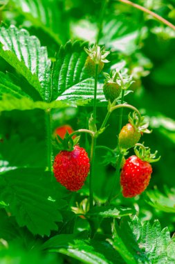 Yabani çayırda kırmızı ve yeşil çilek, yakın çekim. Ormanda yabani çilekler, makro, yakın plan.