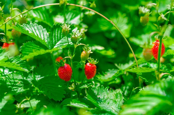 Red Green Strawberry Berries Wild Meadow Close Wild Strawberries Bush — Stock Photo, Image