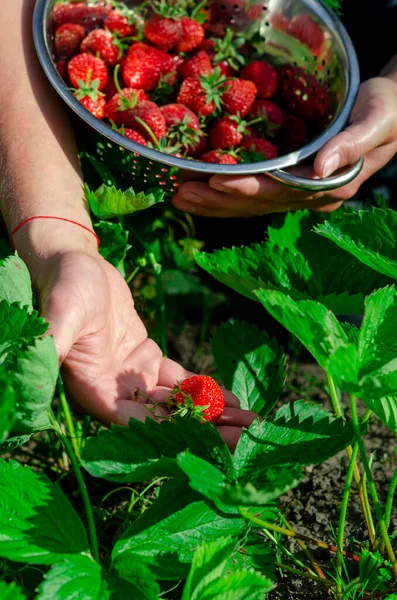 Farmers Collection Organic Strawberries Garden Berries — Stock Photo, Image