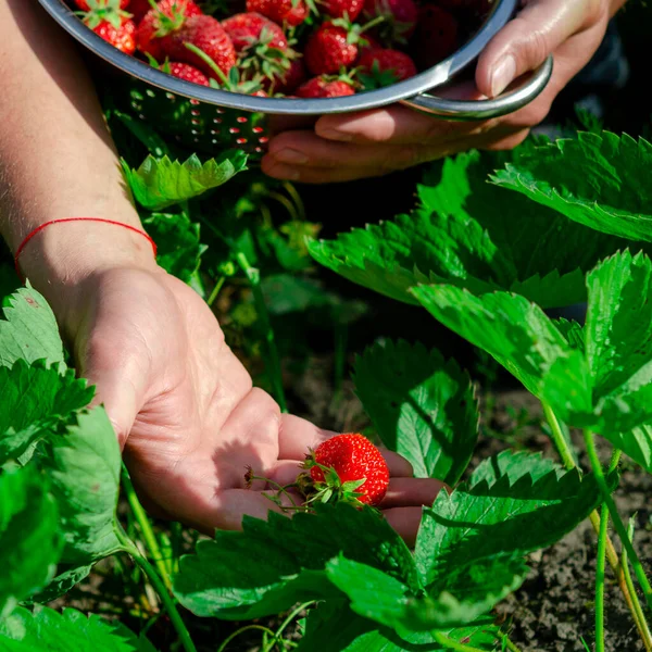Harvesting Fresh Ecologically Clean Strawberries Garden Garden Berries — Stock Photo, Image