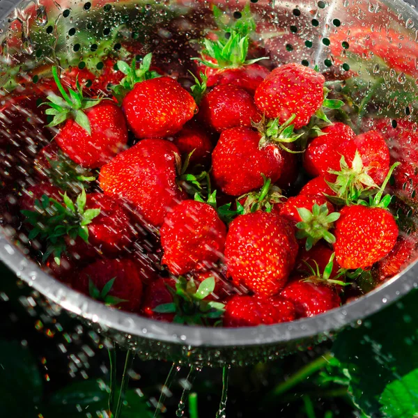 Harvesting Ripe Strawberries Freshly Harvested Organic Strawberries — Stock Photo, Image