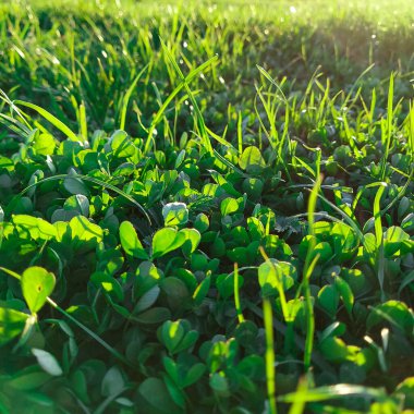 Güneş ışınlarında ilkbahar yeşili çimenler. Yeşil çimen