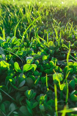 Güneş ışınlarında ilkbahar yeşili çimenler. Yeşil çimen