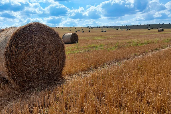 Hay Bale Agriculture Field Sky Rural Nature Farm Land Straw — Stock Photo, Image