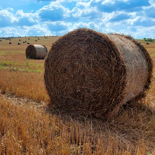 Hay Bale Agriculture Field Sky Rural Nature Farm Land Straw — Stock Photo, Image