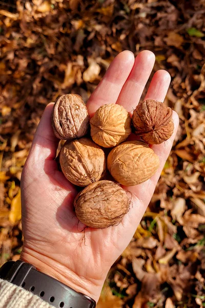 Walnuts in a womans hand against the background of yellow leaves in the garden
