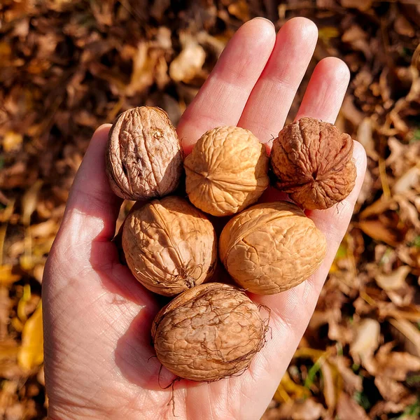 Walnuts Womans Hand Background Yellow Leaves Garden — Zdjęcie stockowe