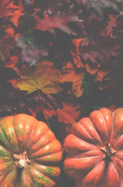 ハロウィンだ カボチャ トウモロコシ 木の背景に葉で秋の静物画 — ストック写真