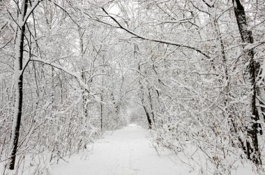 Karla kaplı karanlık bir ormana giden beyaz kar izleri. Kış ayak izleri