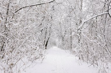 Karla kaplı karanlık bir ormana giden beyaz kar izleri. Kış ayak izleri