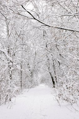 Karla kaplı karanlık bir ormana giden beyaz kar izleri. Kış ayak izleri