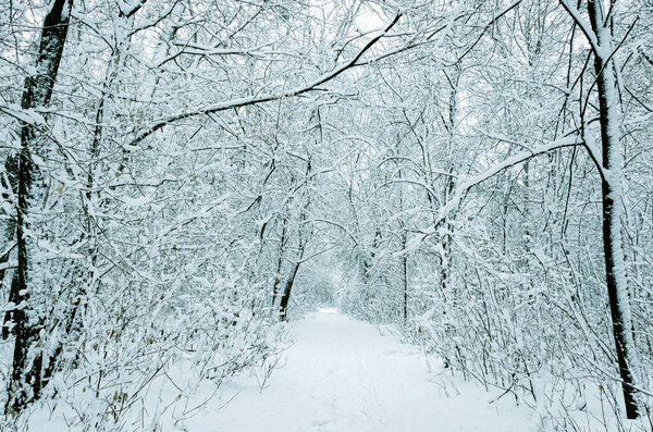 Traces on the white snow that lead to a dark forest covered with snow. Winter footprints