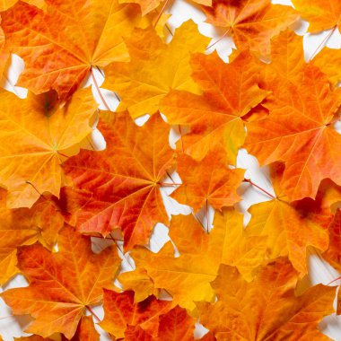 Sonbahar arkaplanı. Sarı akçaağaç yaprakları beyaz ahşap bir masada yatar.