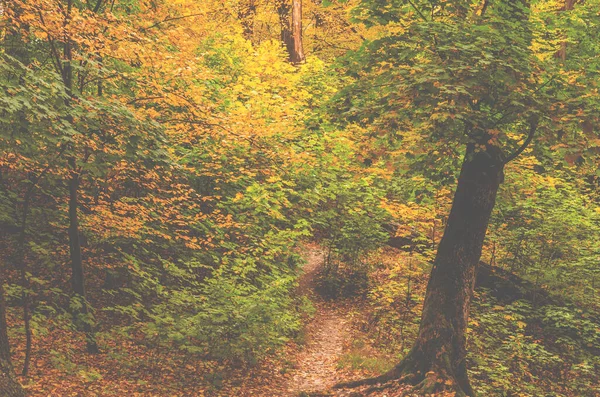 秋の風景 黄色の葉で朝の秋の森 — ストック写真
