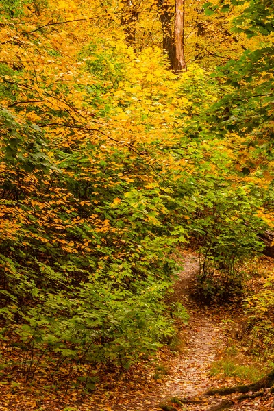 秋の風景 黄色の葉で朝の秋の森 — ストック写真